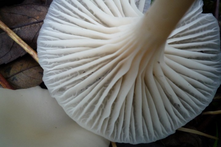copie de L1090944.JPG