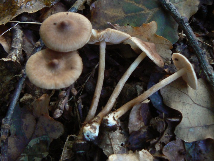P1250873.jpg
