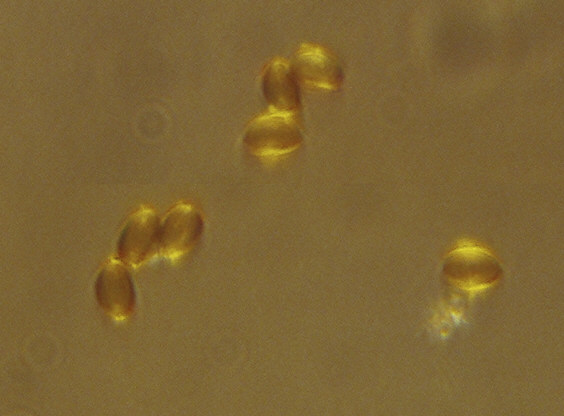 Spores Z copier.jpg