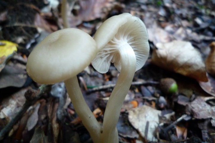 copie de L1080368.JPG