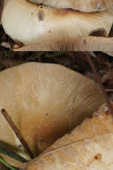 chapeaux.jpg