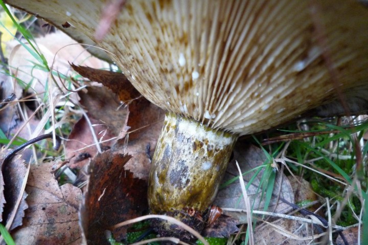 copie de L1090667.JPG