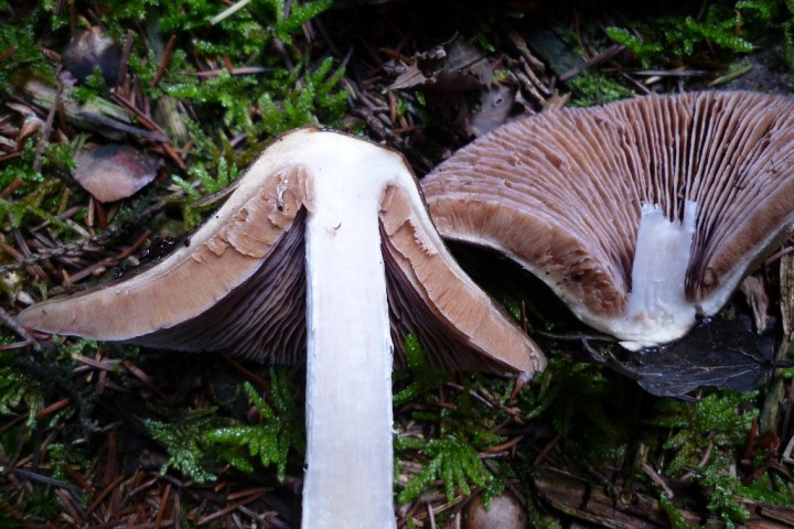 copie de L1080850.JPG