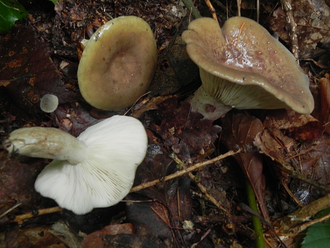DSCN8660b.JPG