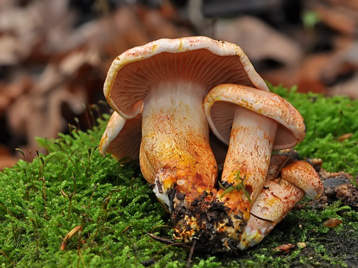 Cortinarius_bolaris_Minzier.jpg