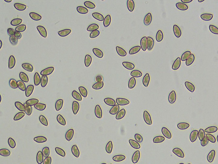 spores_x400.jpg