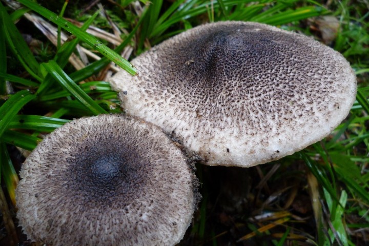 copie de L1090268.JPG