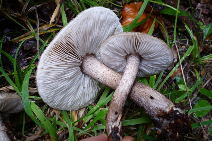 copie de L1090266.JPG