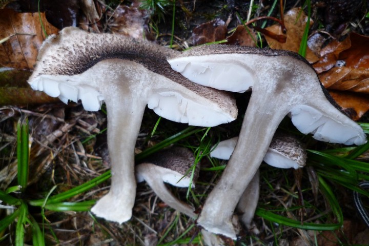 copie de L1090273.JPG