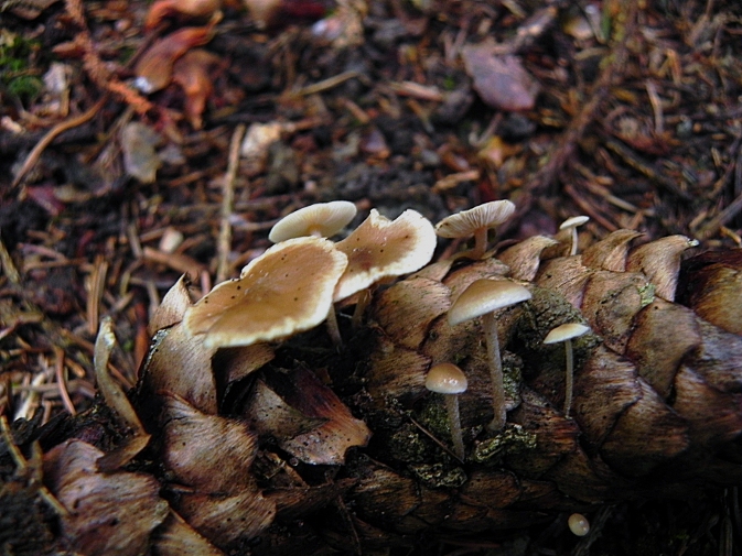 DSCN8790b.JPG