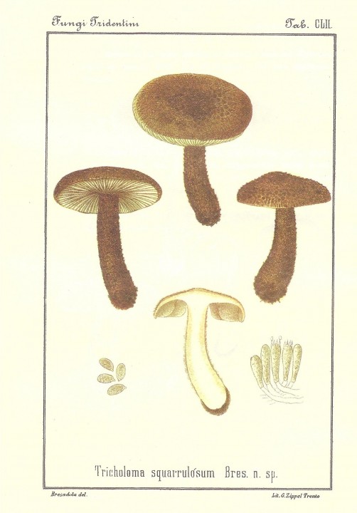T. squarrulosum tab. 152.jpg