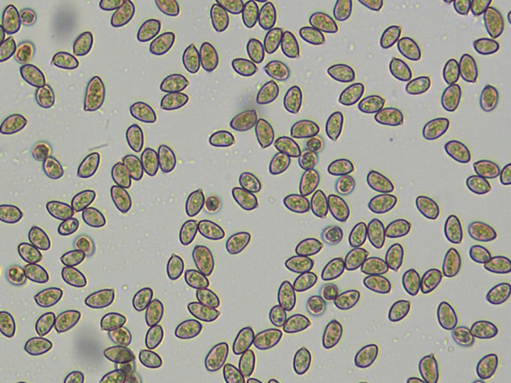 spores.jpg