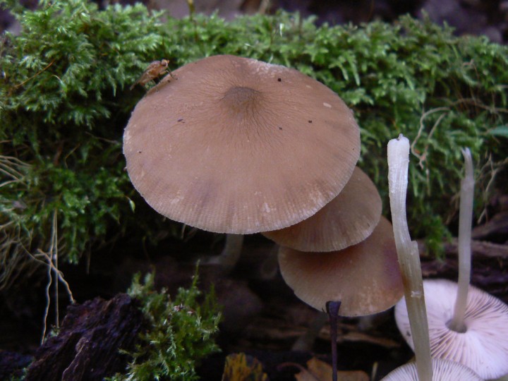 P1260045.jpg