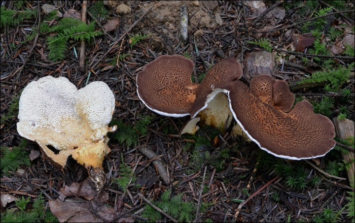 Scutiger pescaprae 1 (09-10-13).jpg