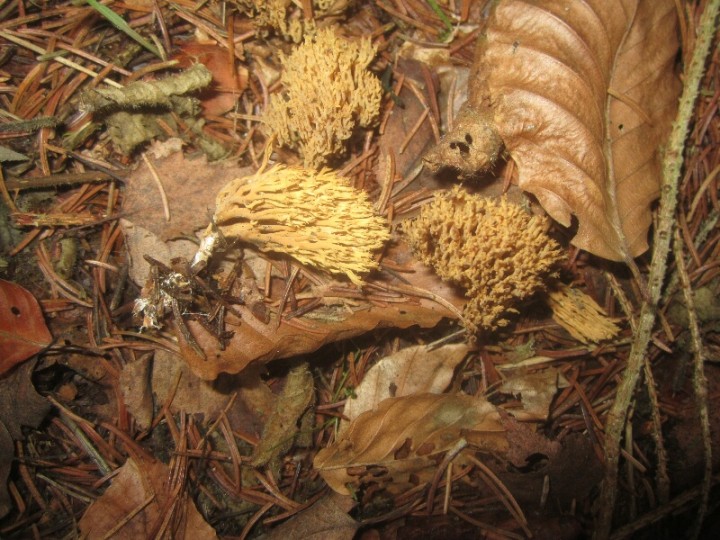 2013.11.17.SAINT-LEGER.fungi.X.X.JR (6)_800x600.jpg