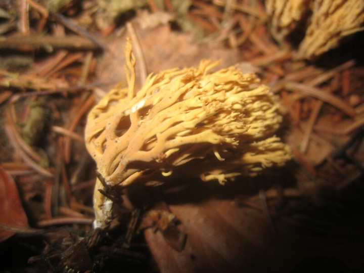2013.11.17.SAINT-LEGER.fungi.X.X.JR (7)_800x600.jpg