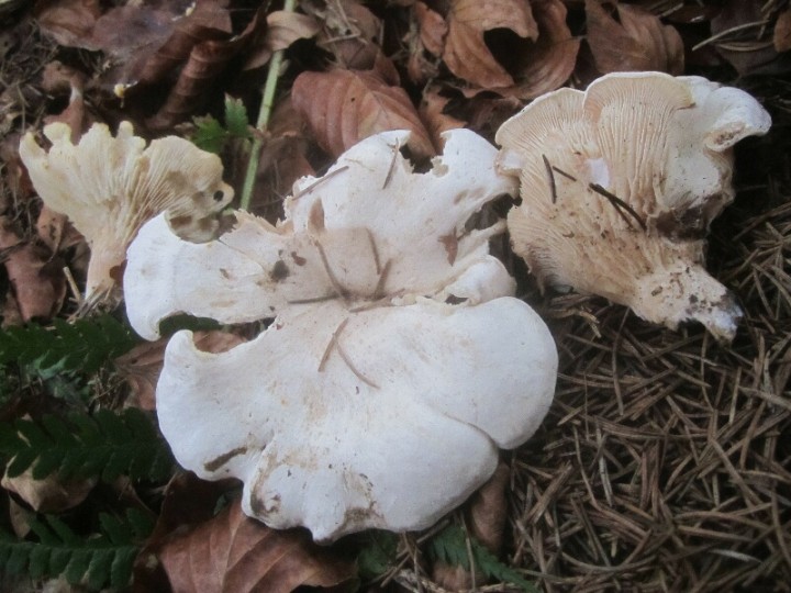 2013.11.17.SAINT-LEGER.fungi.X.X.JR (21)_800x600.jpg