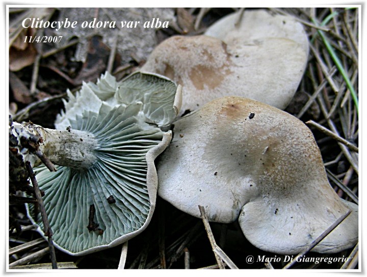 002 Clitocybe odora var. alba CDI Pasqua 2007 714.jpg