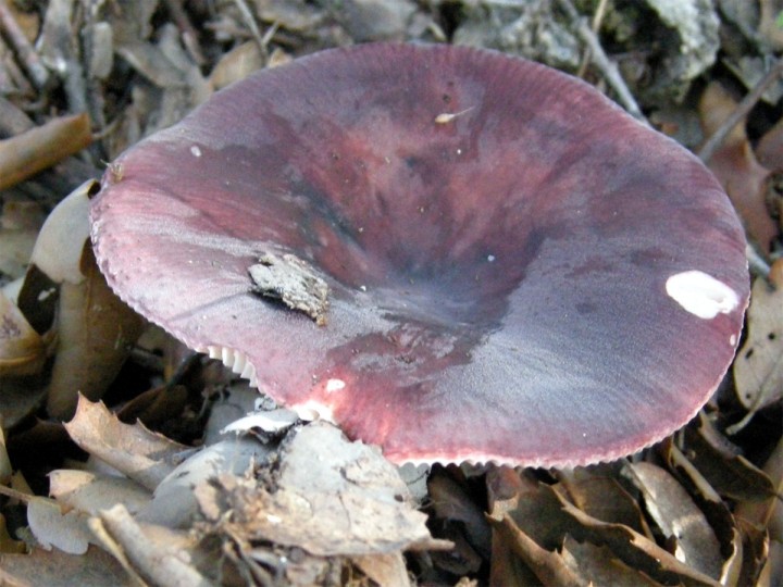 DSCN4451.jpg