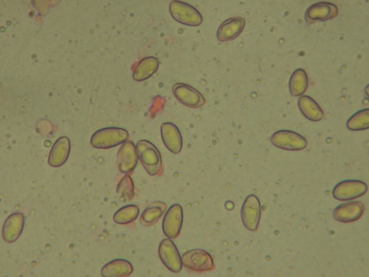 Hebeloma mesophaeum Parc St Pierre Gilly 17 nov 2013 (4).JPG