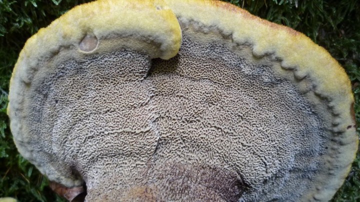 copie de L1070288.JPG