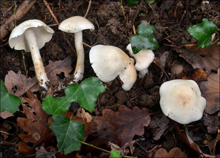 Tricholoma album 1 (09-10-13).jpg