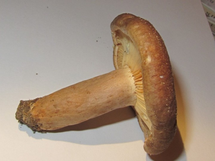 IMG_5939 Lactarius Bagneux-redim768.JPG