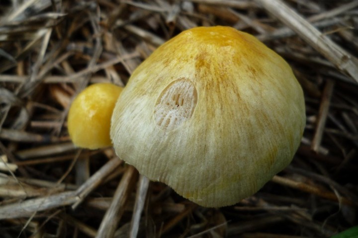 copie de L1090541.JPG