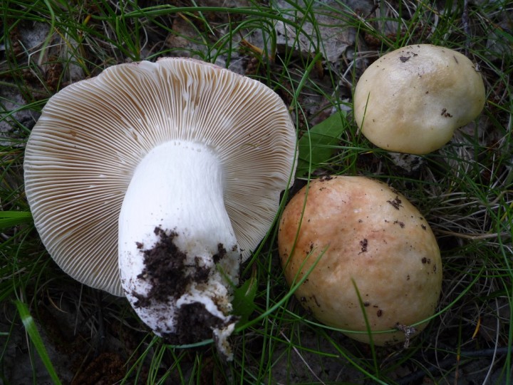 Russule P1840545 Bouleau.JPG