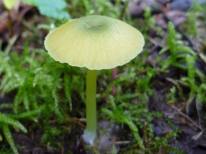 Entoloma incanum.JPG