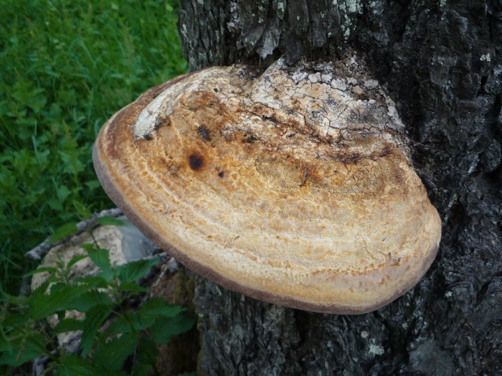 Polypore 1.JPG