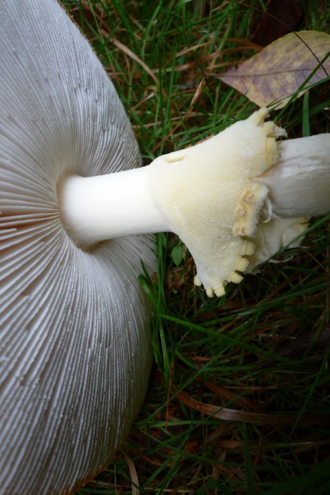 copie de L1080206.JPG