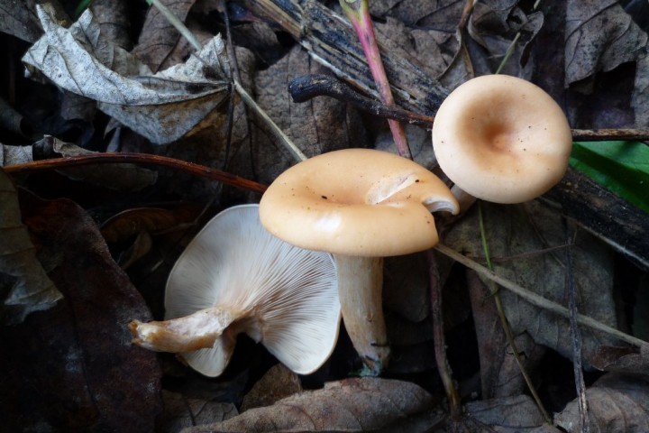 copie de L1080624.JPG