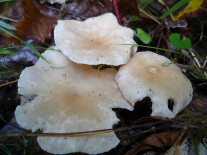 copie de L1070332.JPG