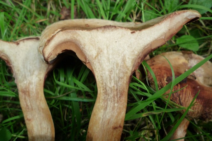 copie de L1070945.JPG