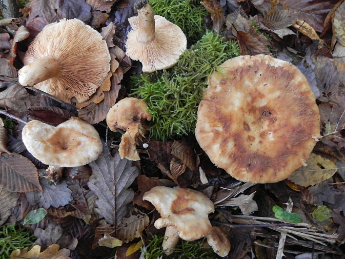 DSCN9129b.JPG