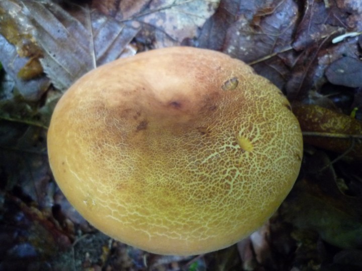 copie de L1060241.JPG
