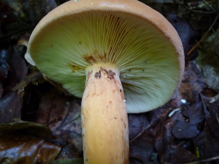 copie de L1060245.JPG