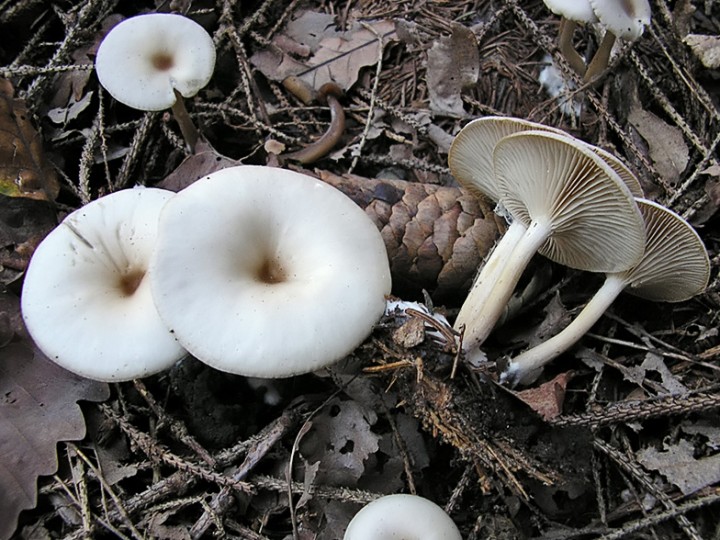 Clitocybe_decembris.jpg