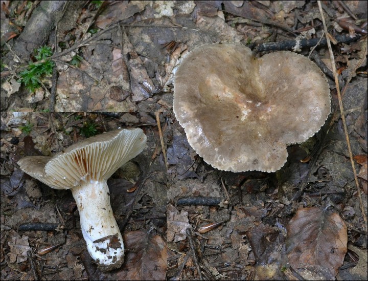 Lactarius cf. pterosporus 2 (08-10-13).JPG