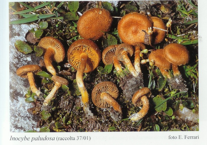 Inocybe paludosa (Ferrari).jpg