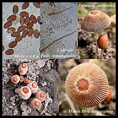 Parasola auricoma - Coprinus auricomus
