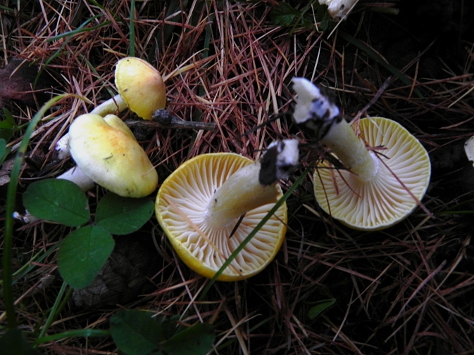 DSCN9275b.JPG