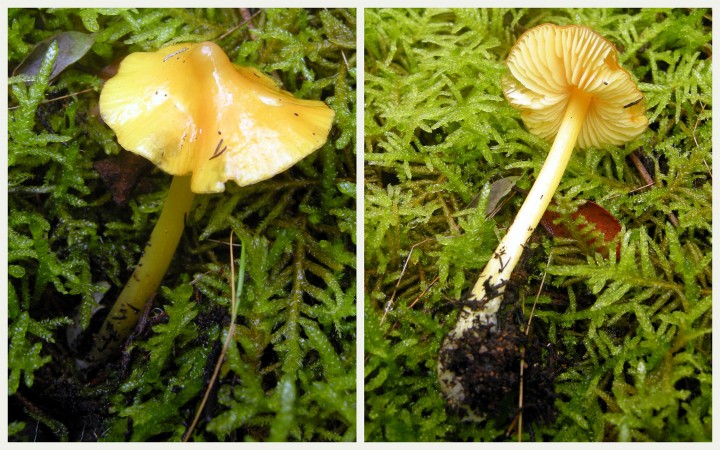 Cliquer sur l'image pour agrandir