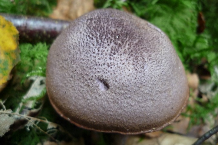 copie de L1070964.JPG