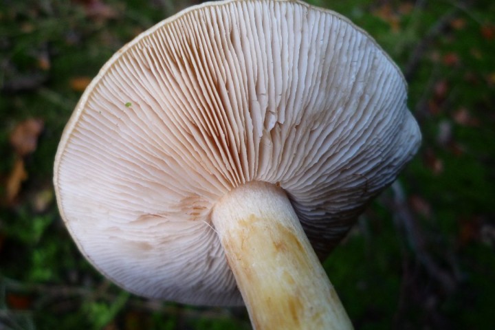 copie de L1090136.JPG
