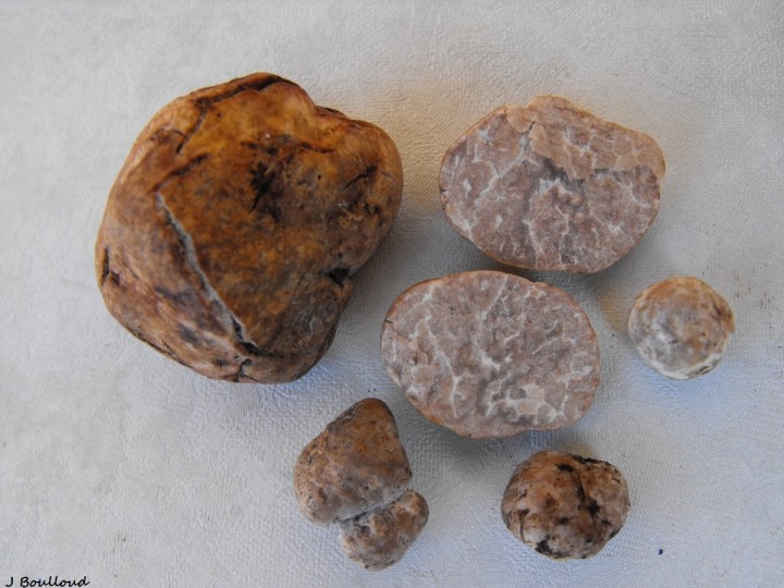 oligospermum.JPG
