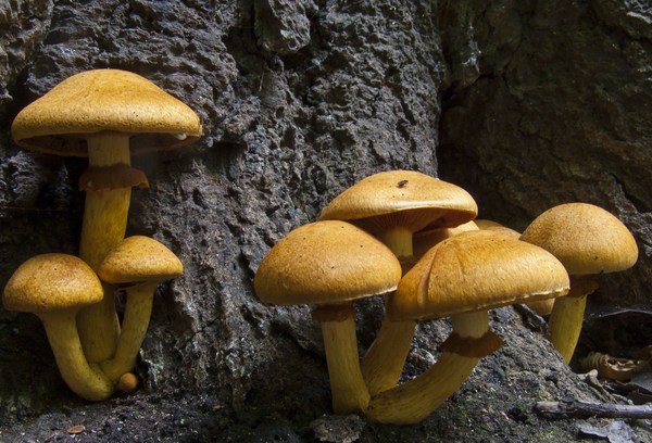gymnopilus spectabilis.jpg