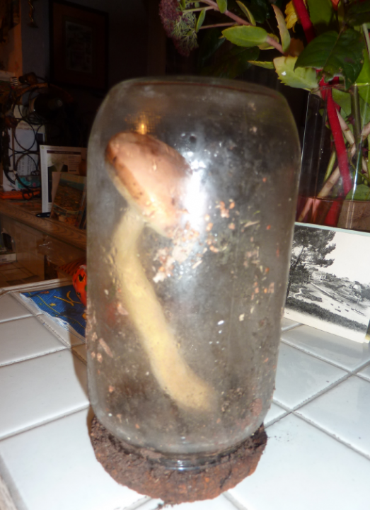 Boletus sp. 2.png