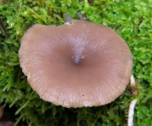 Collybia-spD4em.jpg